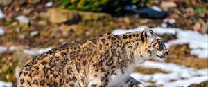 Preview wallpaper snow leopard, walking, snow, rocks, predator