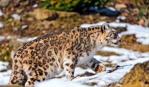 Preview wallpaper snow leopard, walking, snow, rocks, predator