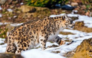 Preview wallpaper snow leopard, walking, snow, rocks, predator