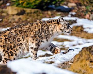 Preview wallpaper snow leopard, walking, snow, rocks, predator