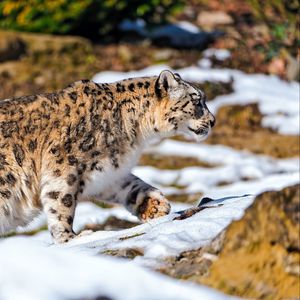 Preview wallpaper snow leopard, walking, snow, rocks, predator