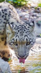 Preview wallpaper snow leopard, water, drink