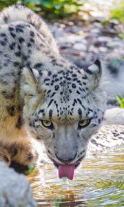 Preview wallpaper snow leopard, water, drink