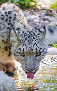 Preview wallpaper snow leopard, water, drink