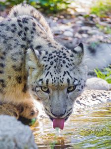 Preview wallpaper snow leopard, water, drink