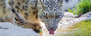 Preview wallpaper snow leopard, water, drink