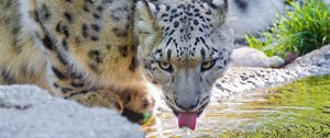 Preview wallpaper snow leopard, water, drink