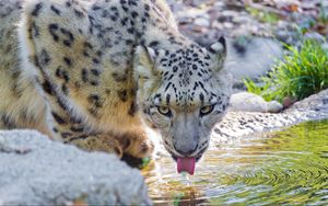 Preview wallpaper snow leopard, water, drink