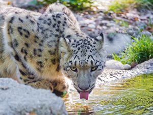 Preview wallpaper snow leopard, water, drink