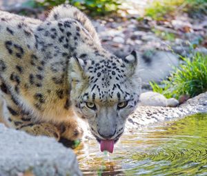 Preview wallpaper snow leopard, water, drink