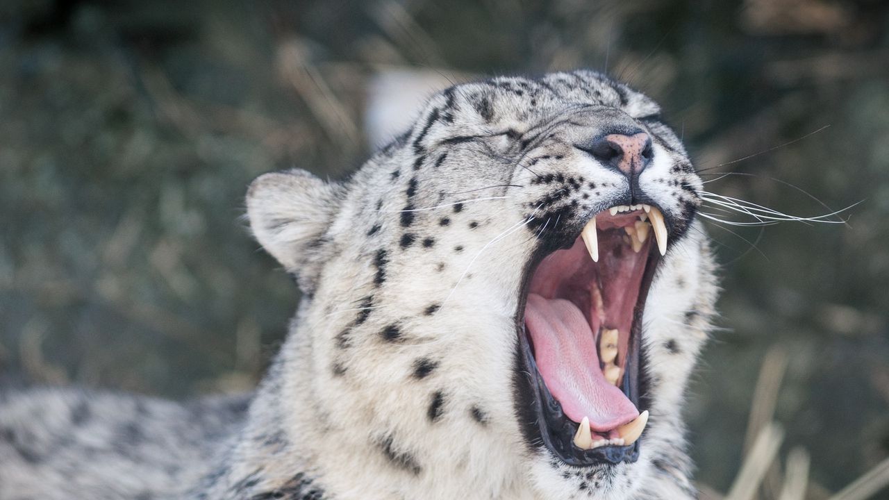 Wallpaper snow leopard, wild cat, predator, face, yawning, mouth, teeth, tongue