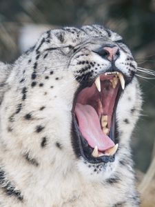 Preview wallpaper snow leopard, wild cat, predator, face, yawning, mouth, teeth, tongue