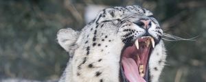 Preview wallpaper snow leopard, wild cat, predator, face, yawning, mouth, teeth, tongue