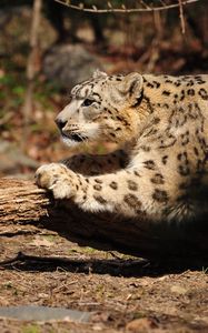 Preview wallpaper snow leopard, wood, bark, paw, care