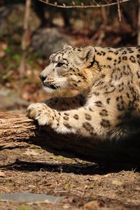 Preview wallpaper snow leopard, wood, bark, paw, care