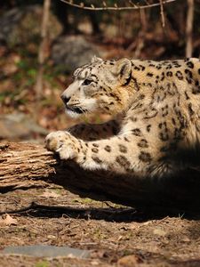 Preview wallpaper snow leopard, wood, bark, paw, care