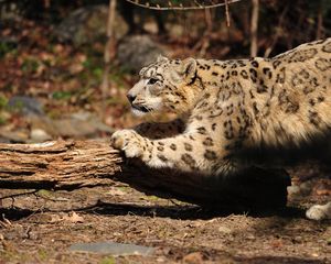 Preview wallpaper snow leopard, wood, bark, paw, care