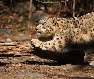 Preview wallpaper snow leopard, wood, bark, paw, care