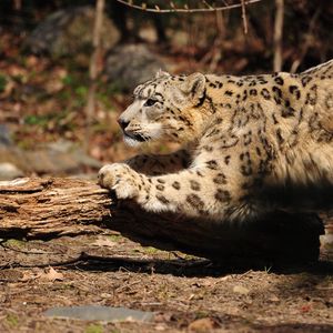 Preview wallpaper snow leopard, wood, bark, paw, care