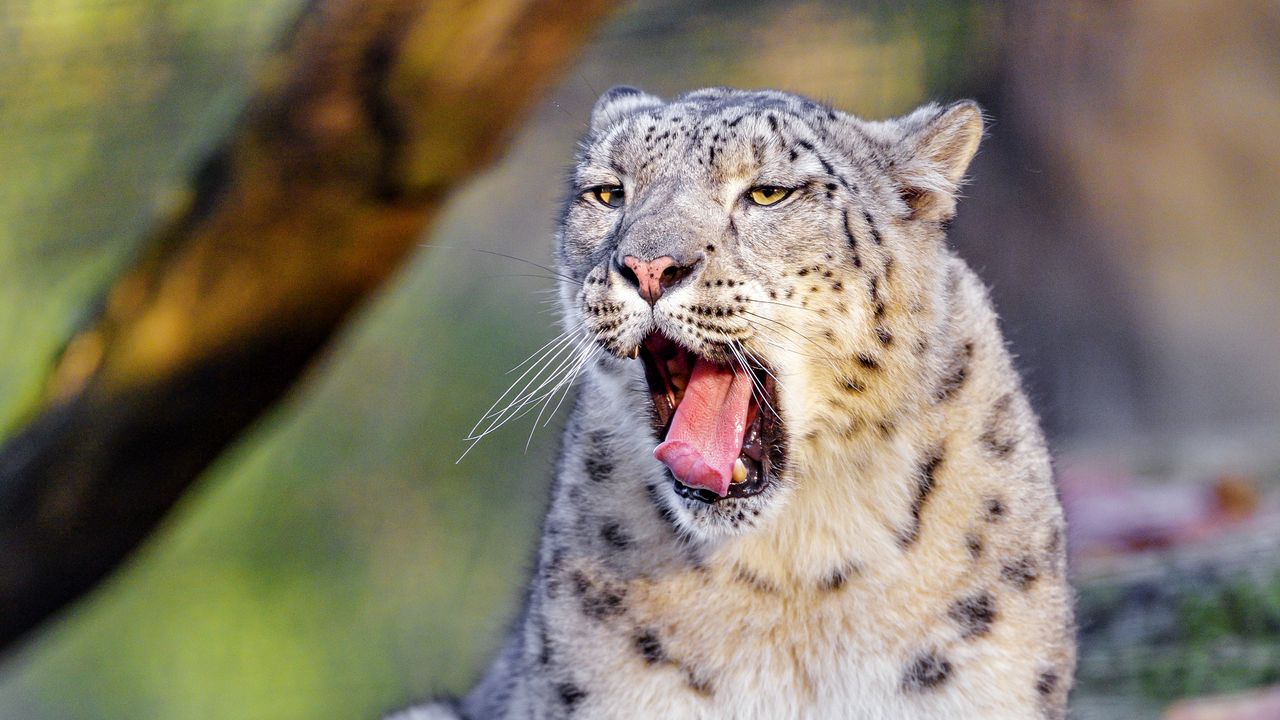 Wallpaper snow leopard, yawn, protruding tongue, animal, funny