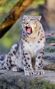 Preview wallpaper snow leopard, yawn, protruding tongue, animal, funny