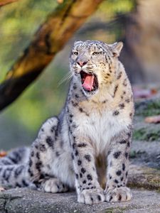 Preview wallpaper snow leopard, yawn, protruding tongue, animal, funny