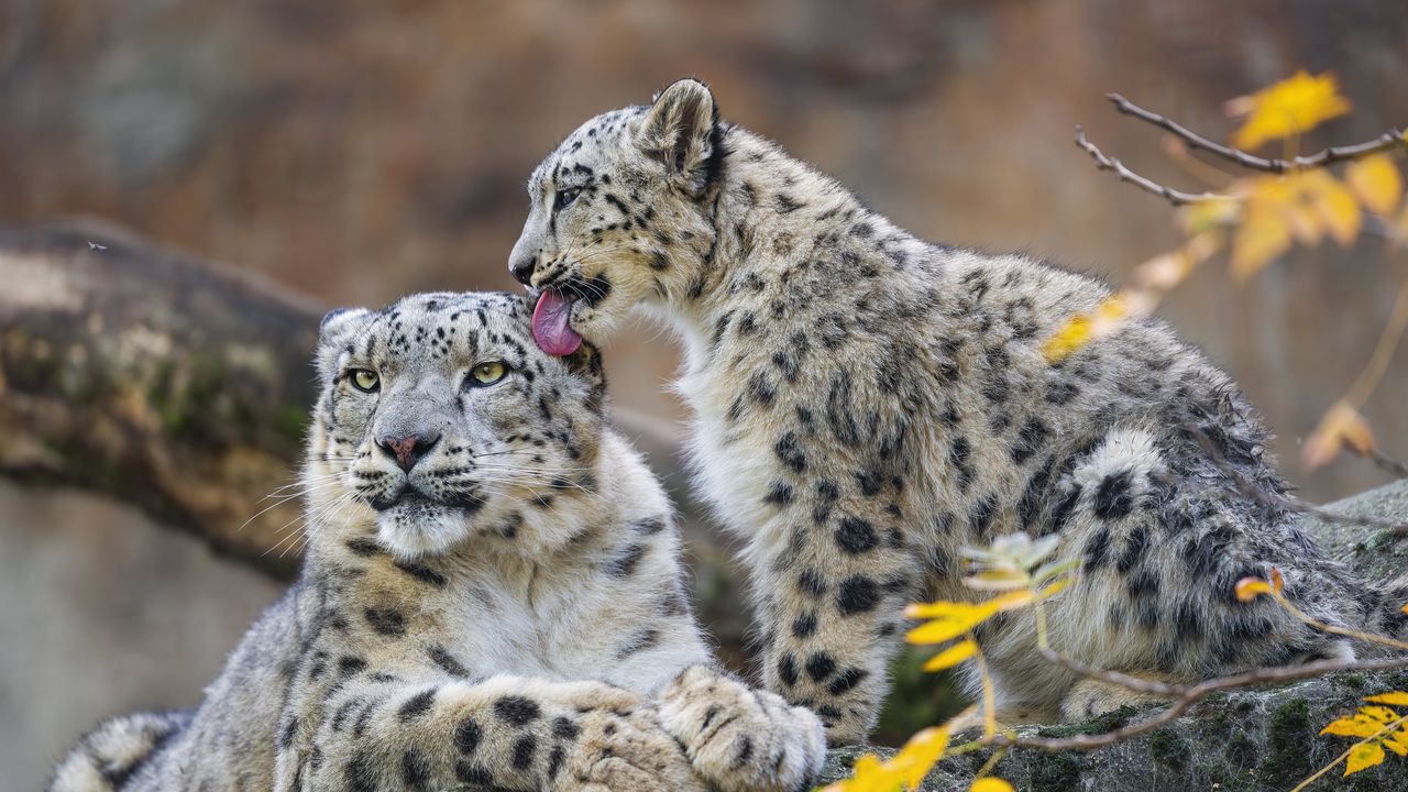 Wallpaper snow leopards, animals, cute, mom, cub