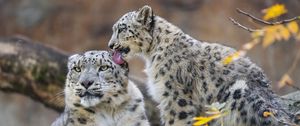 Preview wallpaper snow leopards, animals, cute, mom, cub