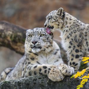 Preview wallpaper snow leopards, animals, cute, mom, cub