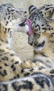 Preview wallpaper snow leopards, animals, protruding tongue, cute