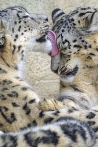 Preview wallpaper snow leopards, animals, protruding tongue, cute