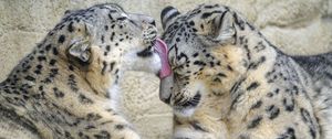 Preview wallpaper snow leopards, animals, protruding tongue, cute