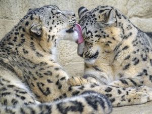 Preview wallpaper snow leopards, animals, protruding tongue, cute