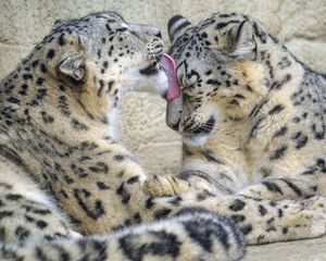 Preview wallpaper snow leopards, animals, protruding tongue, cute