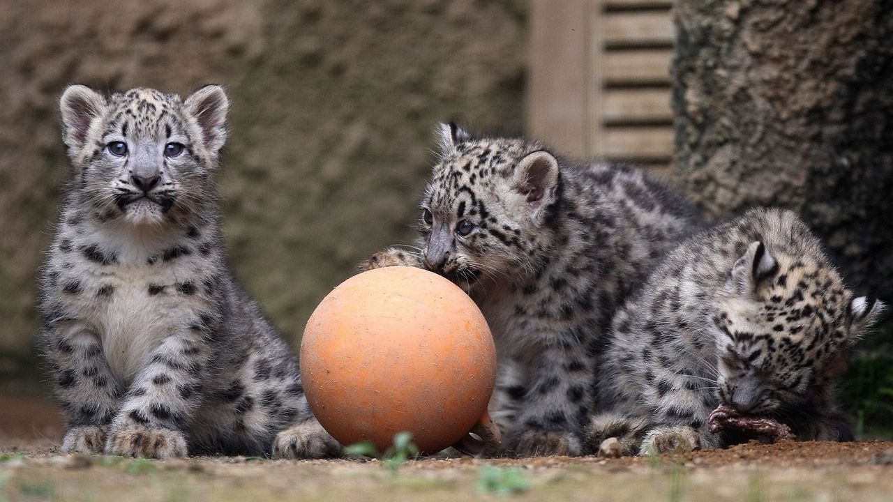 Wallpaper snow leopards, ball, cubs, play