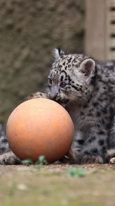 Preview wallpaper snow leopards, ball, cubs, play