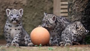 Preview wallpaper snow leopards, ball, cubs, play