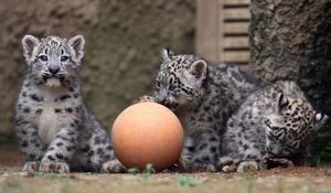 Preview wallpaper snow leopards, ball, cubs, play