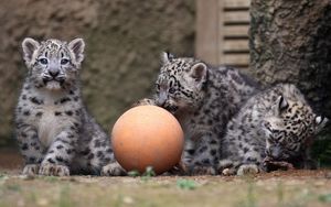 Preview wallpaper snow leopards, ball, cubs, play