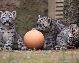 Preview wallpaper snow leopards, ball, cubs, play