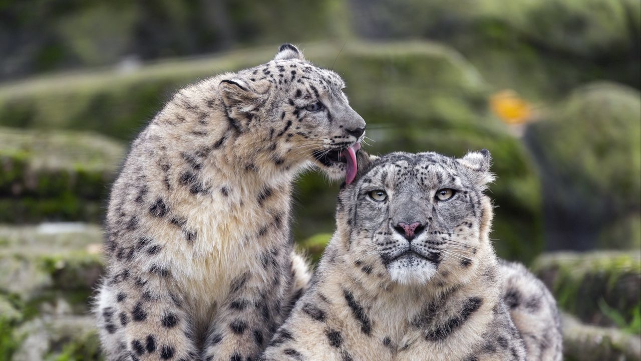 Wallpaper snow leopards, big cats, animals, tenderness, wildlife