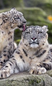 Preview wallpaper snow leopards, big cats, animals, tenderness, wildlife