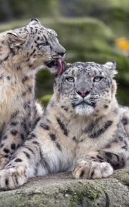 Preview wallpaper snow leopards, big cats, animals, tenderness, wildlife