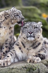 Preview wallpaper snow leopards, big cats, animals, tenderness, wildlife