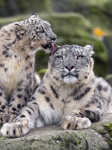 Preview wallpaper snow leopards, big cats, animals, tenderness, wildlife