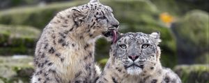 Preview wallpaper snow leopards, big cats, animals, tenderness, wildlife