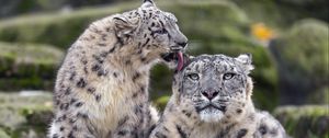 Preview wallpaper snow leopards, big cats, animals, tenderness, wildlife