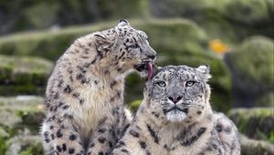 Preview wallpaper snow leopards, big cats, animals, tenderness, wildlife