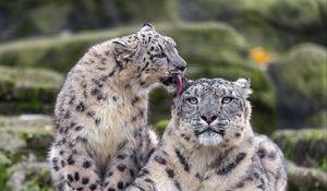 Preview wallpaper snow leopards, big cats, animals, tenderness, wildlife