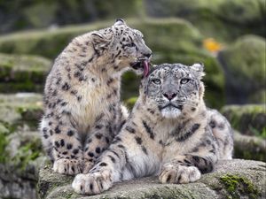 Preview wallpaper snow leopards, big cats, animals, tenderness, wildlife